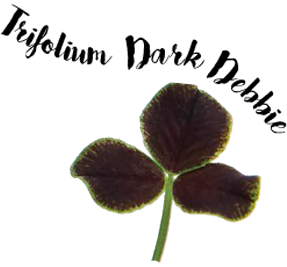Trifolium Dark Debbie