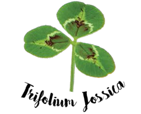 Trifolium Jessica