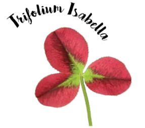 Trifolium Isabella